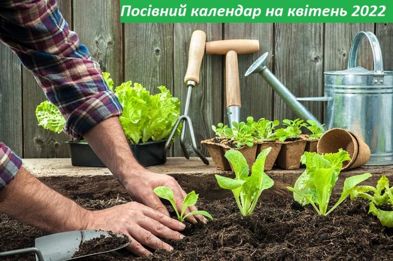 Розсада весною: посівний календар на квітень 2022 року (ТАБЛИЦІ)