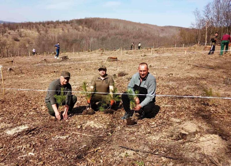 На Тлумаччині висадили молоді дерева у формі тризуба (ФОТО)