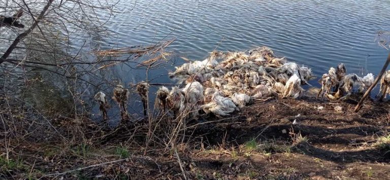 На Прикарпатті викинули на берег річки багато мертвої птиці