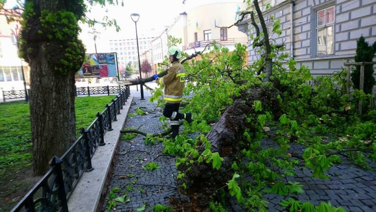 У Франківську на площі Міцкевича впало дерево (ФОТОФАКТ) 3 278895871 1684940208516276 3710935958344901983 n