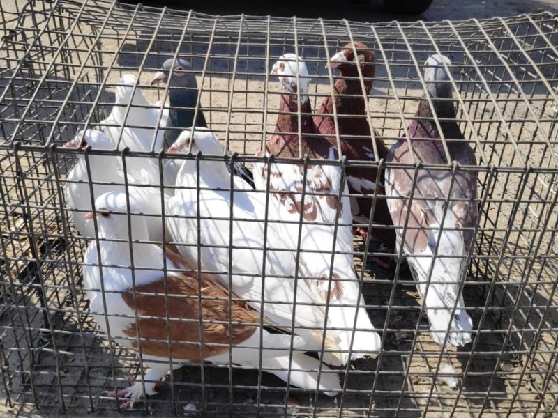 У Тлумачі відбулася виставка голубів: окрім них, показували ще й кроликів (ФОТО)