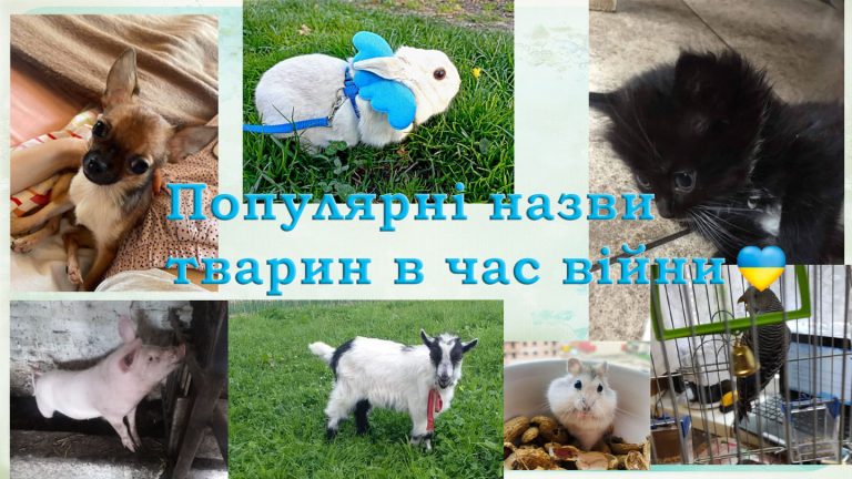 Джава, Снайпер, Буча: як прикарпатці називають тварин в час війни (ФОТО)