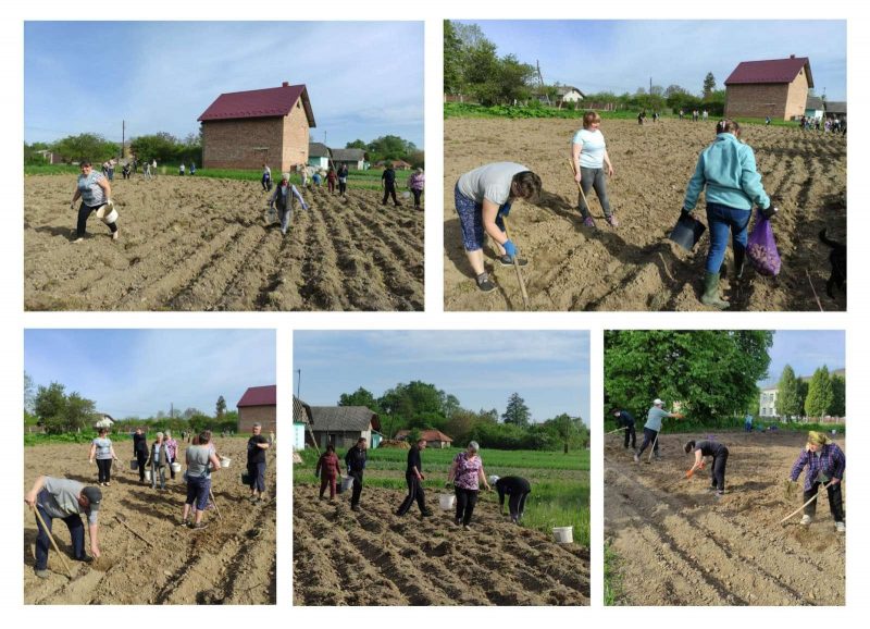 У Тисменицькій громаді переселенці з місцевими жителями посадили 450 кг картоплі (ФОТО)