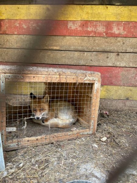 На Франківщині у Карпатському зоопарку не дбають про тварин (ФОТО)