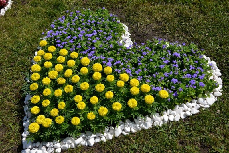 10 тисяч квітів різних сортів у Києві створили квітник у вигляді