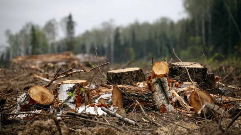 Злочинна група в лісгоспі на Косівщині організувала незаконну рубку деревини 2 lesorub52716395862