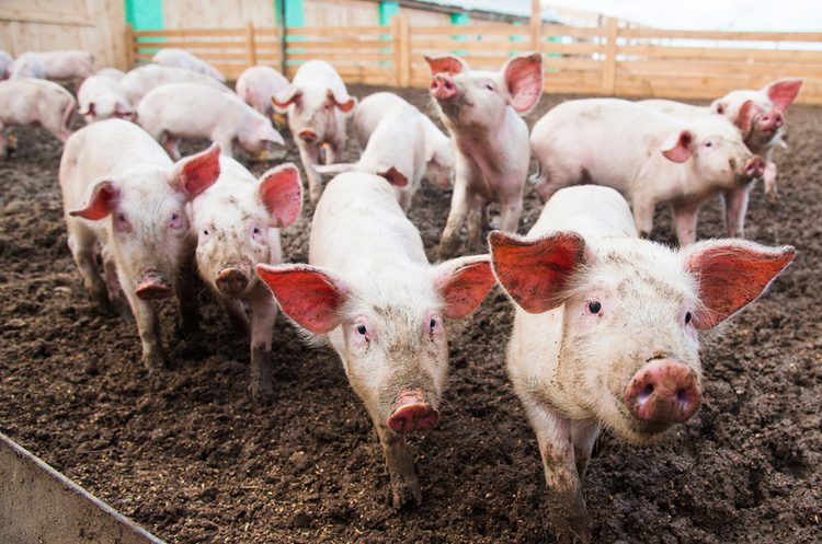 Знову "запахло" свинокомплексом: на Рогатинщині люди жаліються на неприємний запах