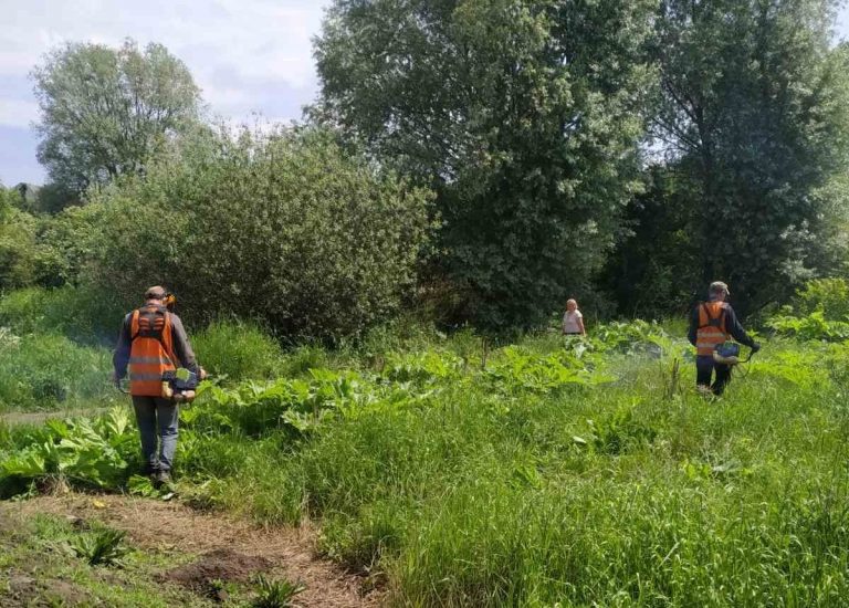 За один раз вивести неможливо: у Коломийській громаді боряться з борщівником