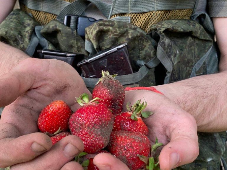 На Херсонщині рашисти просяться до місцевих жителів на збір полуниці (ФОТО)