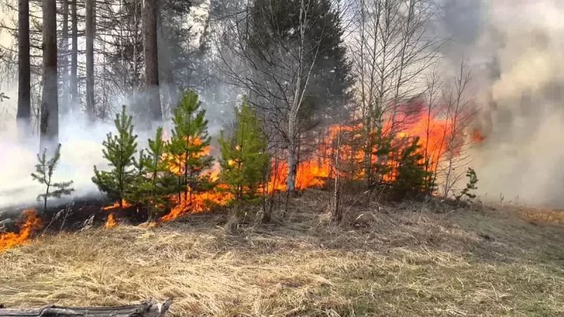 На Харківщині внаслідок ворожих обстрілів спалахнув хвойний ліс