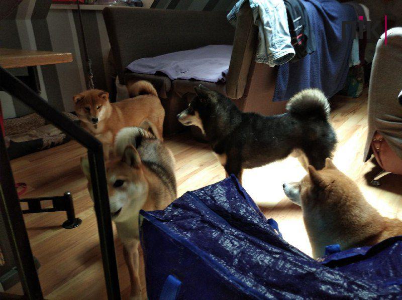 Замість бару - прихисток. Як у Франківську почуваються тварини, що пережили війну (ФОТО) 6 c9e1e69d 7b08 4ab5 ac1d a3e3995a42d7