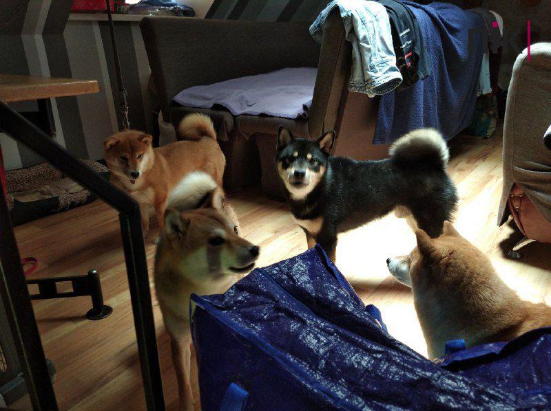 Замість бару - прихисток. Як у Франківську почуваються тварини, що пережили війну (ФОТО) 5 df9c42c9 1630 47ba aac2 eb8a4d934e51