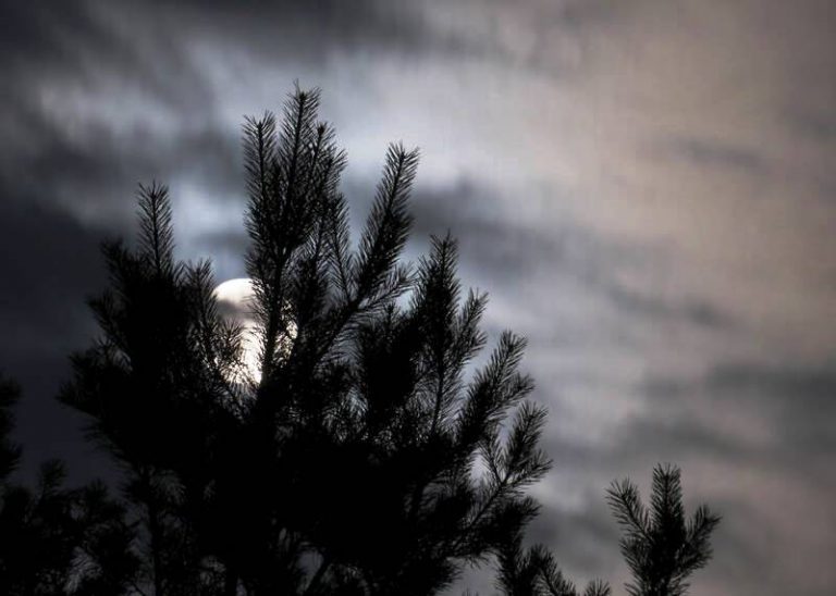 landscape sky over forest night woods 24184