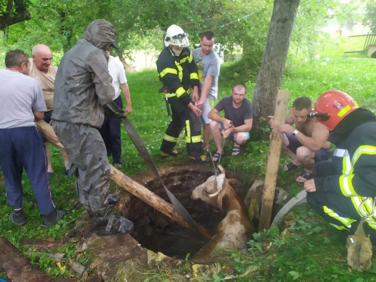 На Калущині витягнули корову, яка впала в каналізаційний колектор (ФОТО, ВІДЕО) 2 291250063 348382117451158 8690627179781475432 n