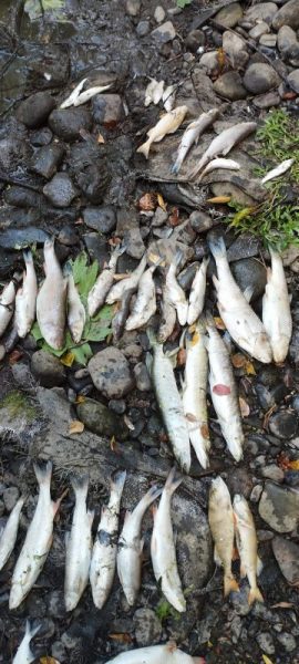 В річні на Снятинщині загинули 410 рибин (ФОТО)