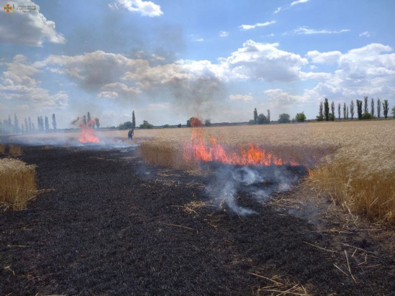 На Миколаївщині росіяни за минулу добу знищили 230 гектарів пшениці (ФОТО)