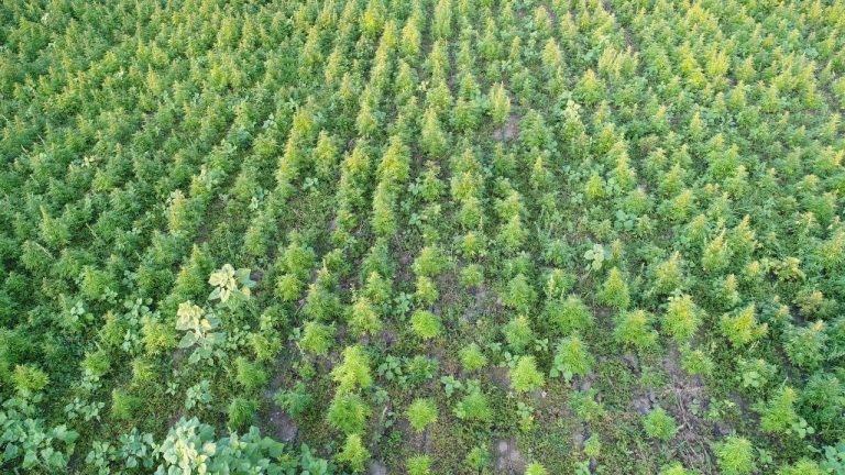 На Прикарпатті ліквідували майже 17 тисяч незаконно висіяних нарковмісних рослин 3 8e4bcc7a565cd7d41058c6bf71a5ea88