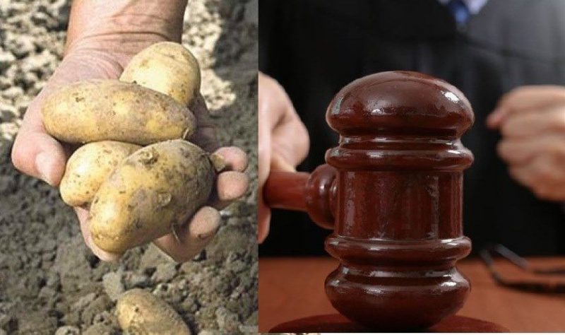 На Калущині чоловік викопував на городі чужу картоплю: що вирішив суд