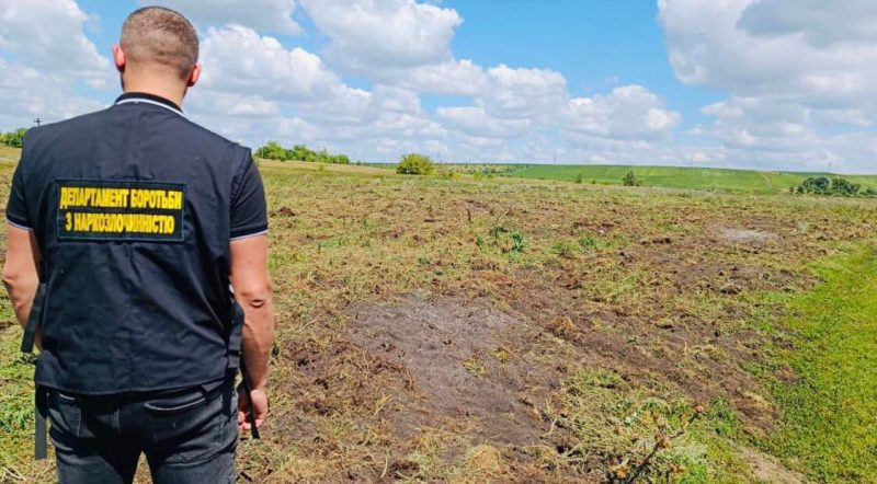 Поле конопель: на Городенківщині правоохоронці виявили 200 тисяч кущів "заборонених" рослин (ФОТО)