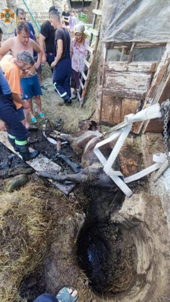 Витягували і місцеві жителі, і рятувальники: у Порогах корова впала в яму (ФОТО)