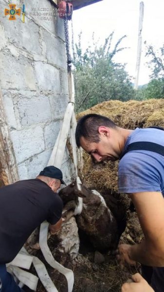 рятувальники витягують корову з вигрібної ями