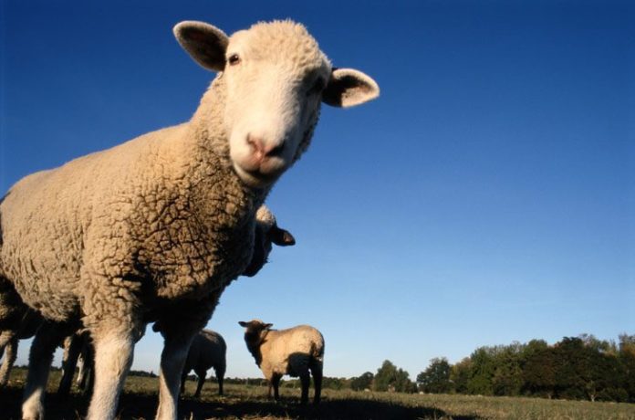 Відродження вівчарства: жителів Косівщини просять заповнити опитувальник