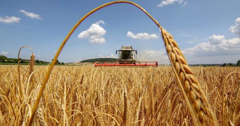 Мешканці Прикарпаття переживають за урожай: що каже на це очільниця області 7 zhnyva 1200x630 c 1