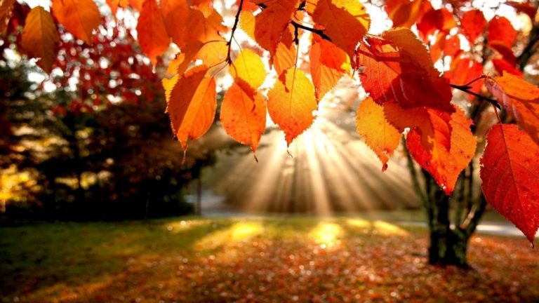 День осіннього рівнодення: історія та традиції 12 1506063292 autumn