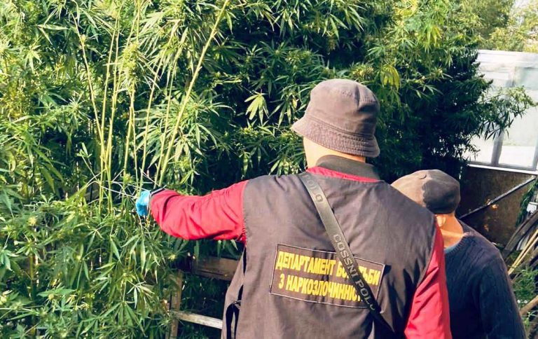 Вирощував плантацію конопель: на Коломийщині поліцейські викрили наркоаграрія (ФОТО) 6 305498385 8489515867755645 4055053625789476135 n