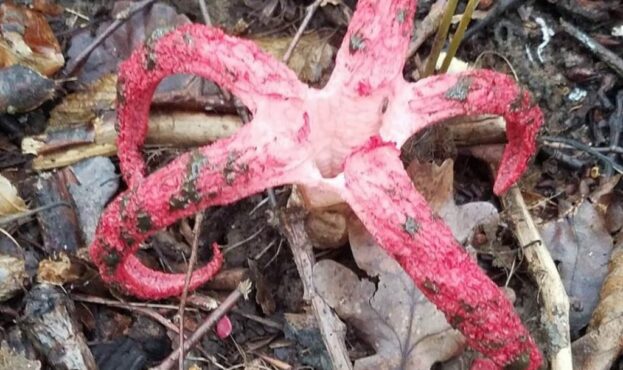 Пальці диявола: на Тернопільщині знайшли рідкісний гриб (ФОТО)