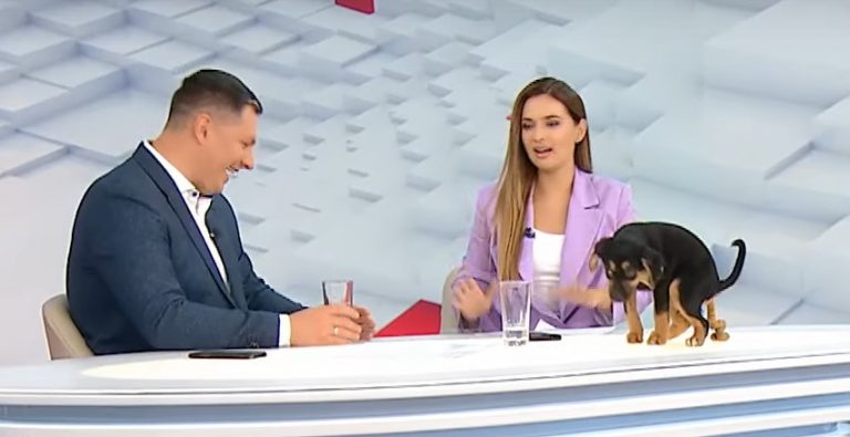 Сходила "по великому": під час українського телемарафону трапився курйоз з собакою (ВІДЕО) 9 299770514 1144060482848229 2756577158205235565 n1111