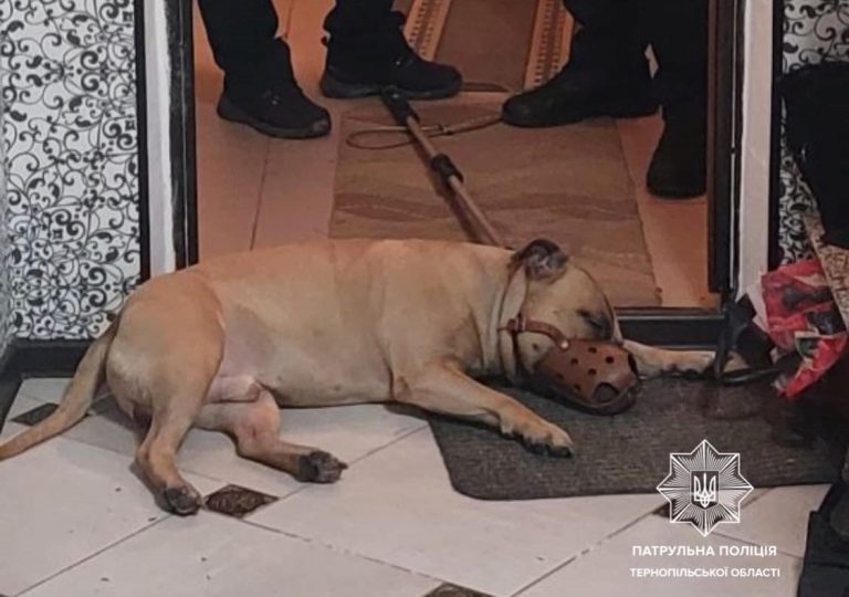 У Тернополі агресивний пес бійцівської породи покусав власників 12 312935088 482224873938830 1791063129478210645 n 1