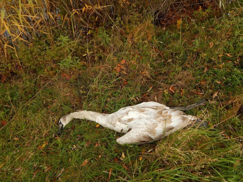 Вдарили по голові й задушили: у Франківську на озері знайшли мертвого лебедя (ФОТО)
