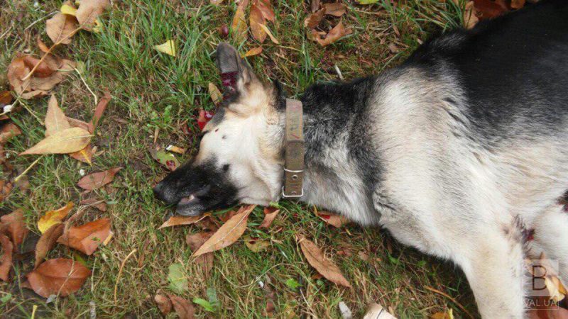 У Франківську померла собака на яку вчора напав чоловік з сокирою: власниця була п'яна