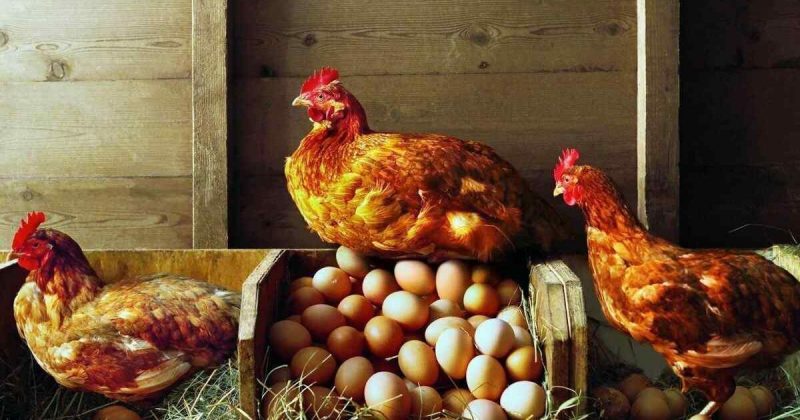 Що робити, щоб кури несли багато яєць восени й взимку: корисні поради