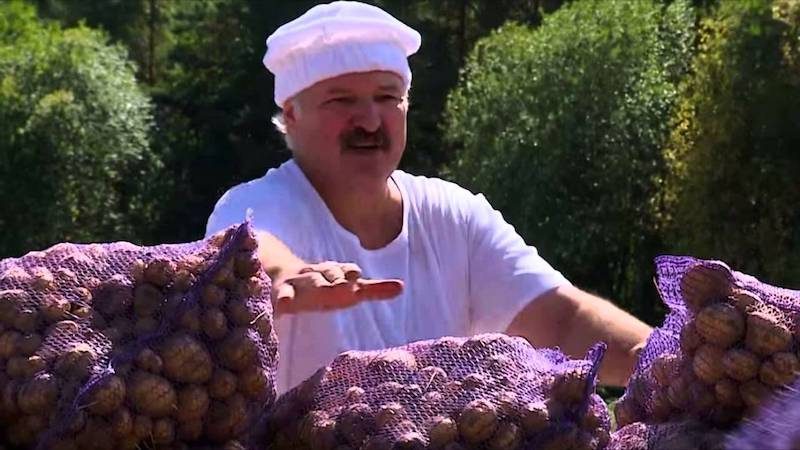 Лукашенко закликав мобілізувати всіх для збору врожаю
