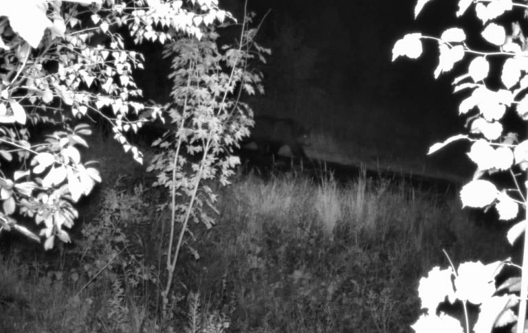 Поважний гість: біля кордону з Румунією "розгулював" ведмідь (ФОТО) 6 Поважний гість: біля кордону з Румунією "розгулював" ведмідь (ФОТО)
