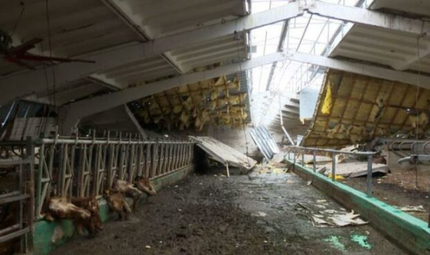 Вбили 2 тисячі корів: окупанти знищили найбільшу молочну ферму України
