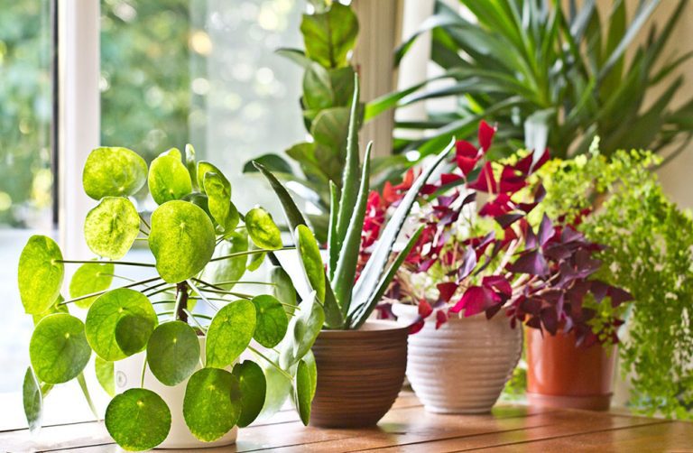 Скільки води потрібно кімнатним квітам: поради щодо догляду 3 houseplants