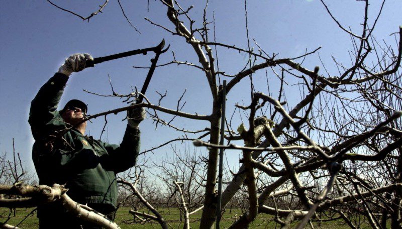 Лікарі три дні боролися за життя: на Тернопільщині помер пенсіонер, що обрізав вдома дерева