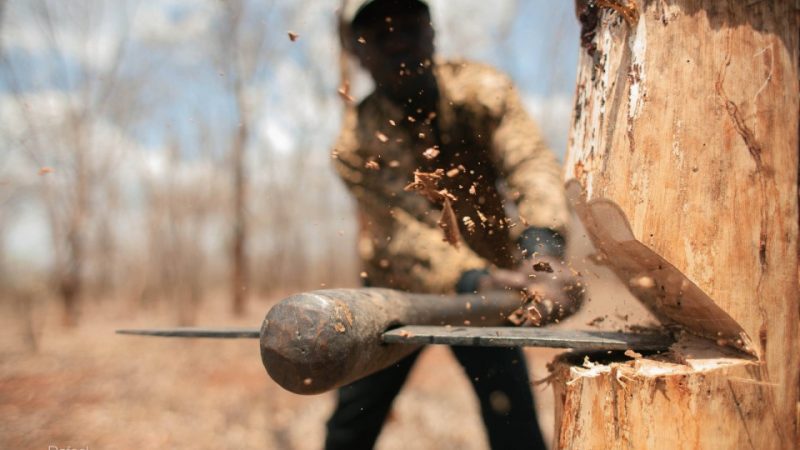 На Франківщині командир військової частини наказував підлеглим незаконно рубати дерева