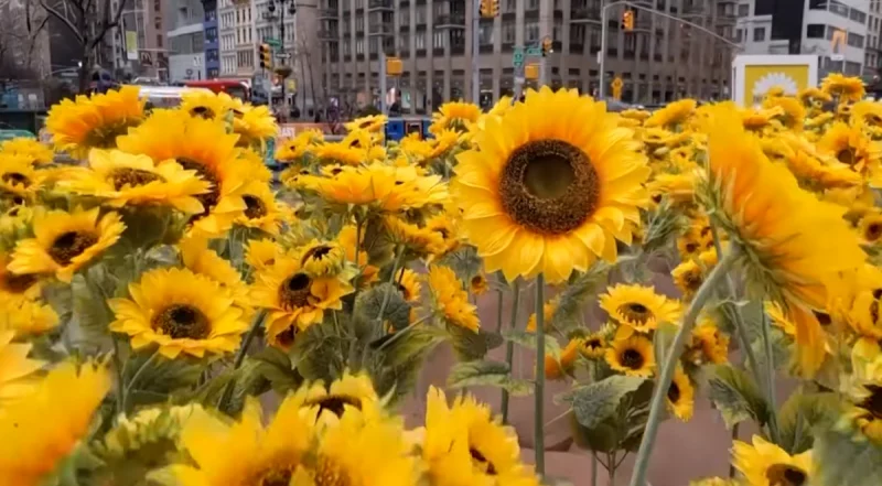 У Нью-Йорку до Дня Соборності України встановили інсталяцію з соняшників (ВІДЕО)