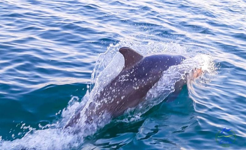 Дельфіни через війну мігрували на мілководдя Чорного моря, де мало їжі