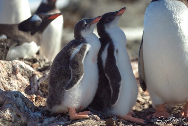 Полярники станції "Академік Вернадський" показали підростаючих пінгвінят (ФОТО)