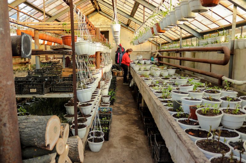 Працівники "Калушавтодор" займаються озелененням у теплицях підприємства (ФОТО)