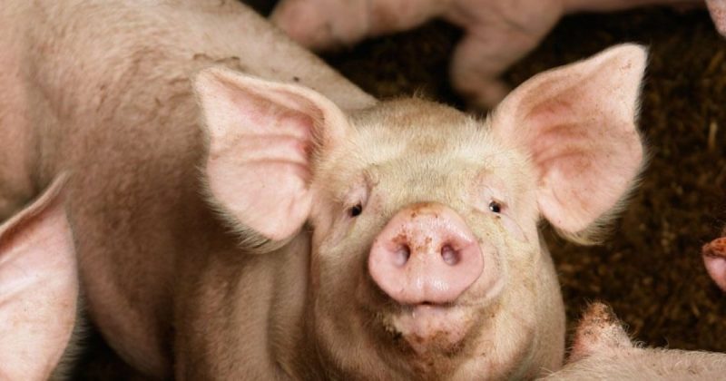 У Китаї під час спроби зарізати свиню, загинув м'ясник