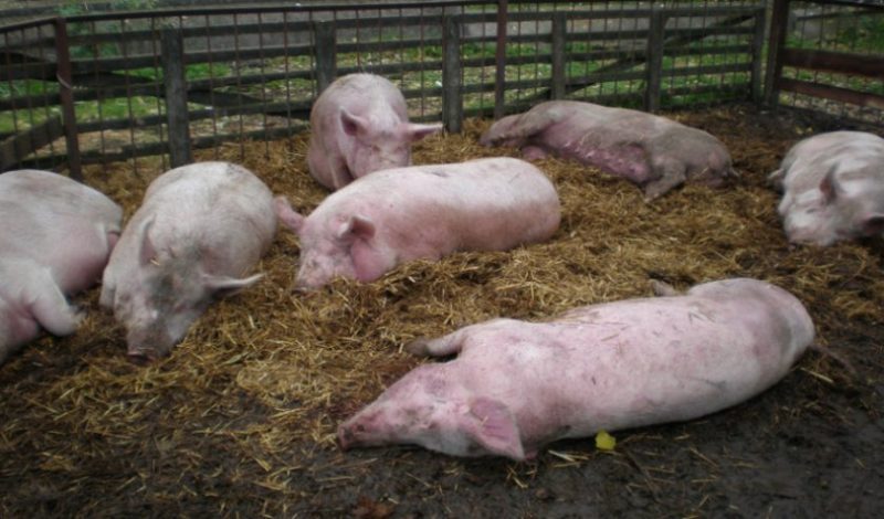 У Снятині стривожені спалахом чуми диких свиней на Буковині: надіслали листи власникам тварин