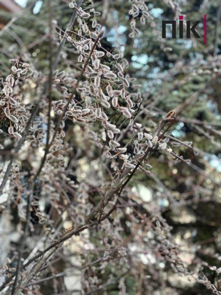 Погодні аномалії: у Франківську розпустилися вербові котики (ФОТО) 2 328078905 903823750961027 8999227353960749185 n scaled