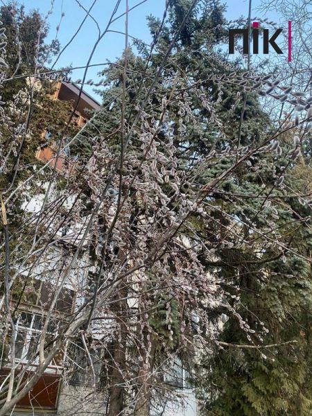 Погодні аномалії: у Франківську розпустилися вербові котики (ФОТО) 4 328182127 1629839187464903 6680804275835696116 n scaled