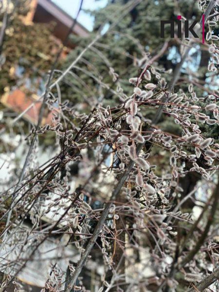 Погодні аномалії: у Франківську розпустилися вербові котики (ФОТО) 3 328919772 1821596218227702 6280106633907264422 n scaled